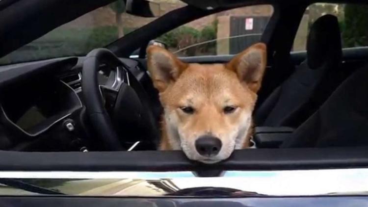 Aktier Tesla og kurser Shiba Inu viste det samme resultat i 2022